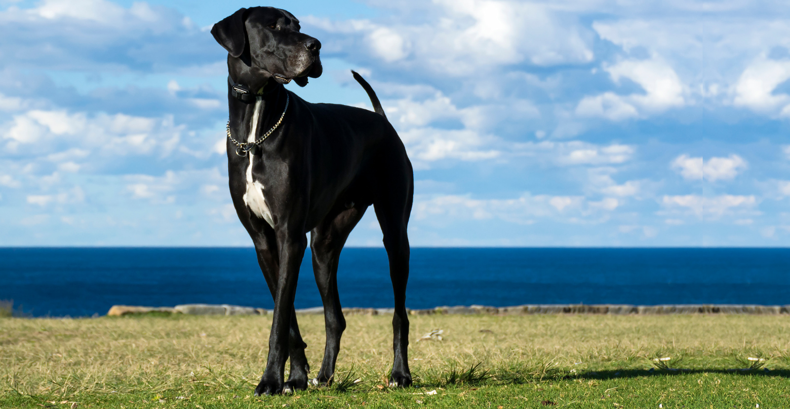 Great Danes More to Love and At Risk for Arthritis Parnell Paws Blog Australia